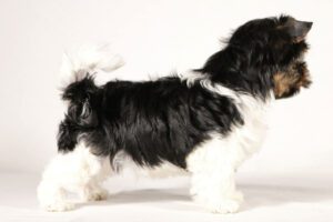 biewer terrier show quality puppies bay area