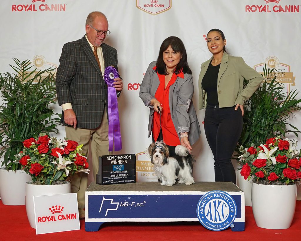 national specialty Grand Champion Champion Bronze Perfeccion Del Cielo Gran Patron