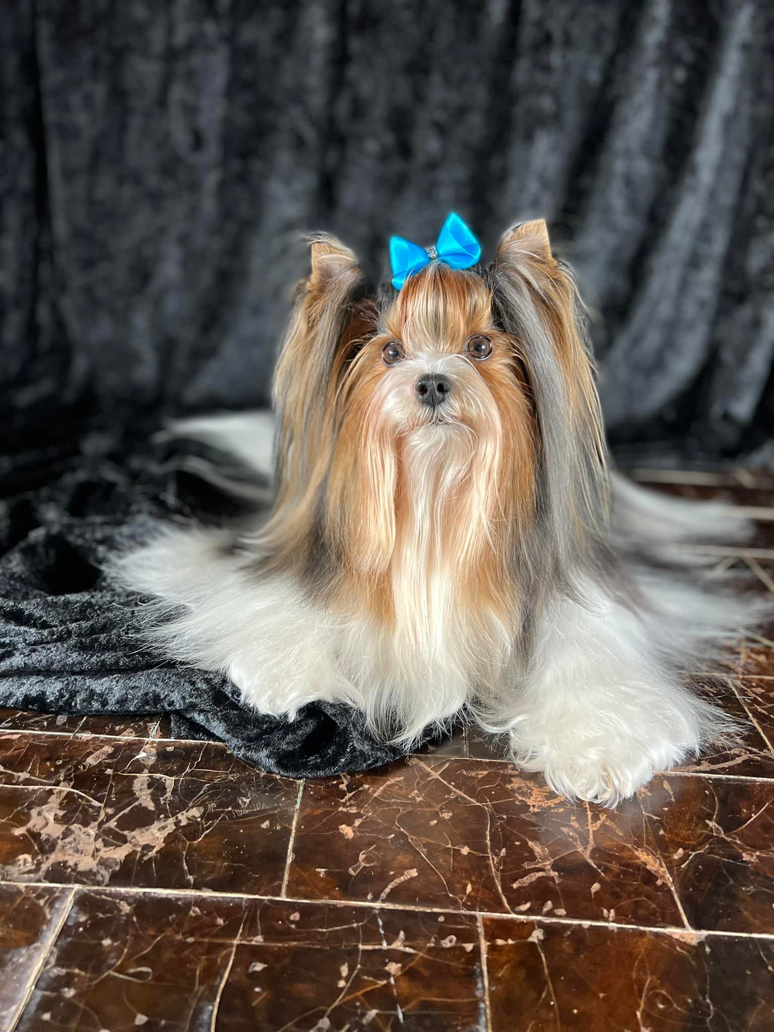 infinity on the move biewer terrier grand champion