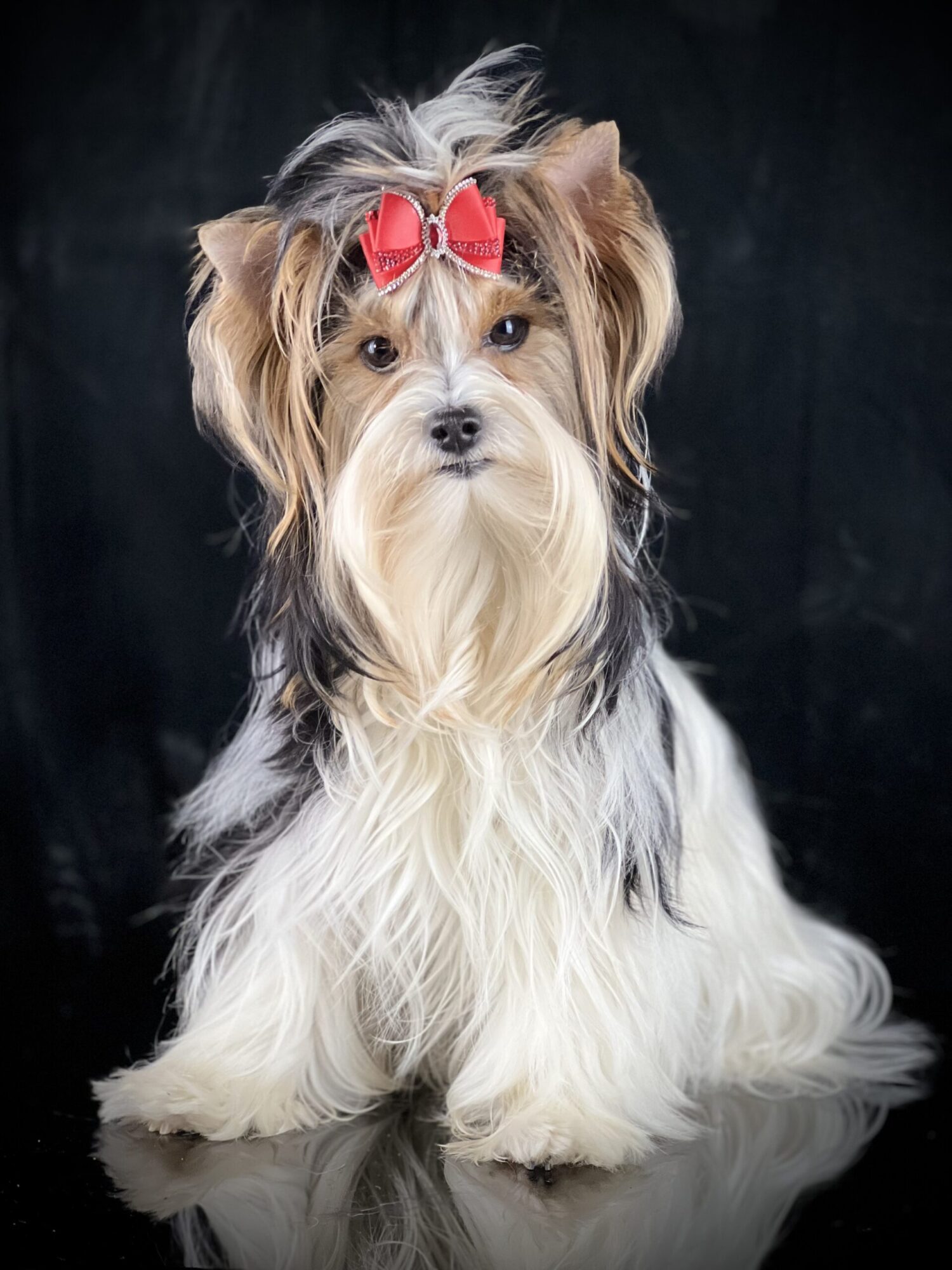 AKC Biewer Terrier Chic Certified Angelique