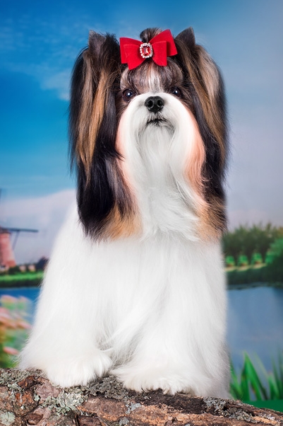 Shanghai
Champion Biewer Terrier