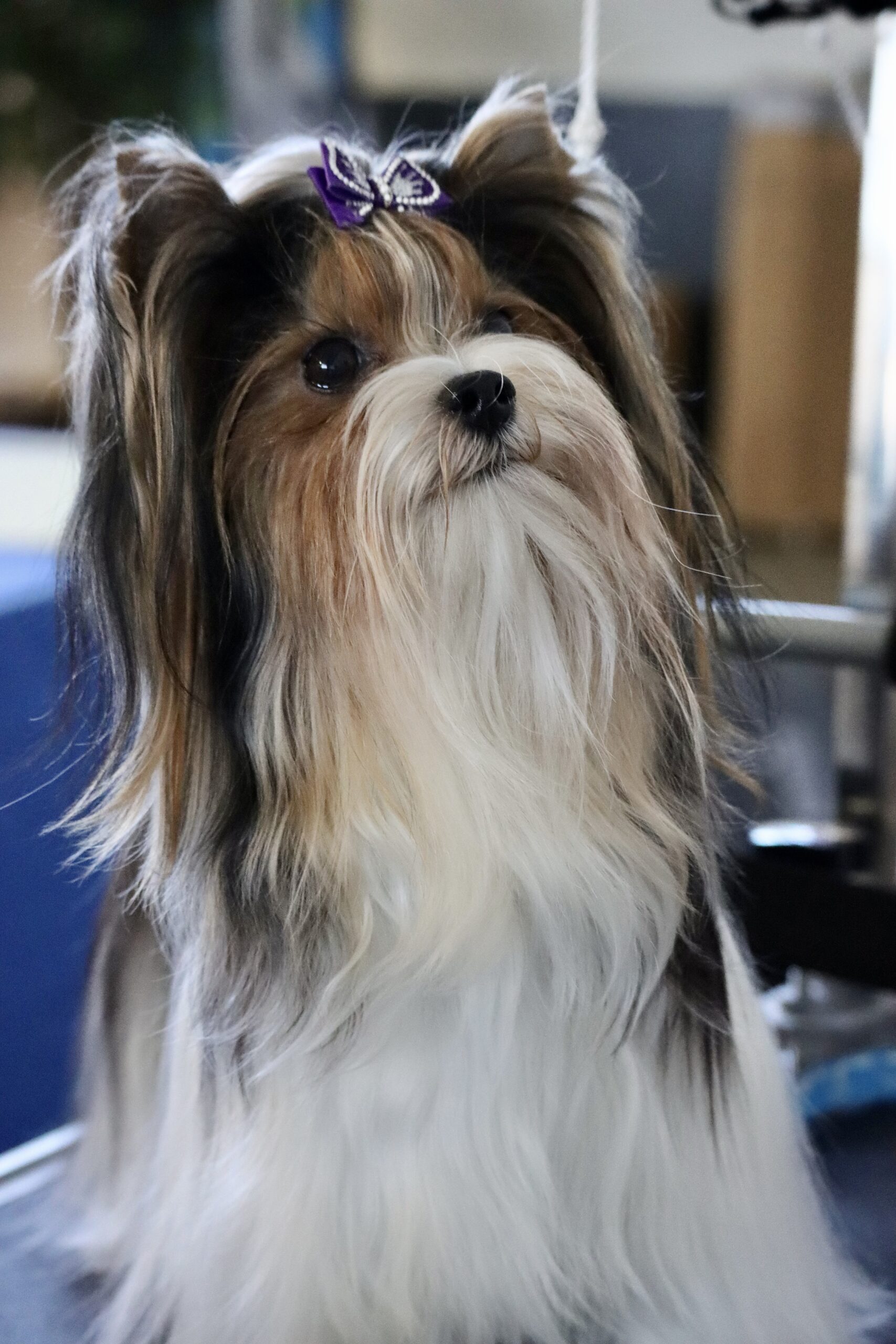 Biewer Terrier
AKC Grand Champion Champion Infinity On The Move 