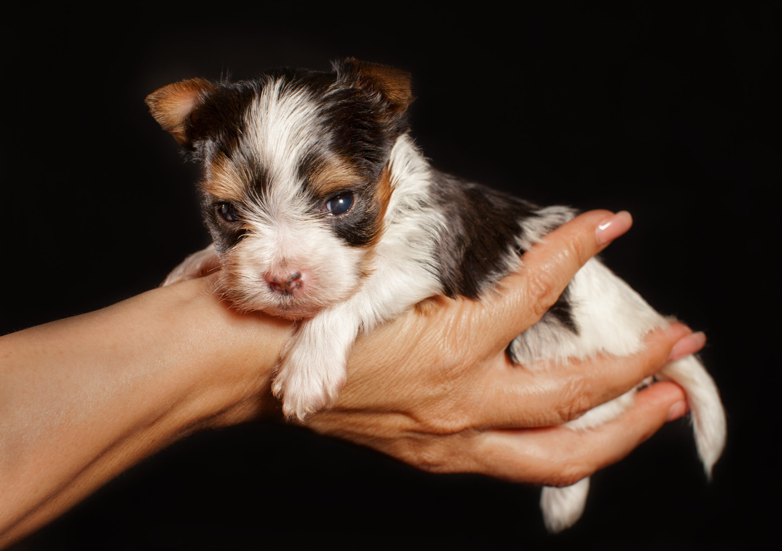 Biewer Terrier Puppies