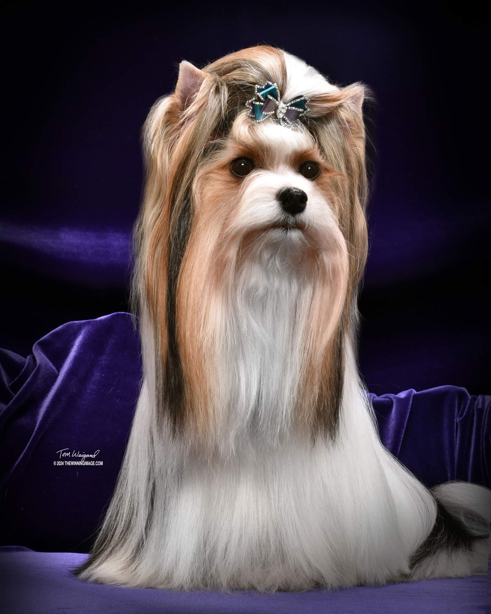 rand Champion Champion  Biewer Terrier  Perfección Del Cielo AY, Chabela