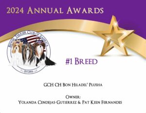 #1 BREED 2024 CHULA BIEWER TERRIER