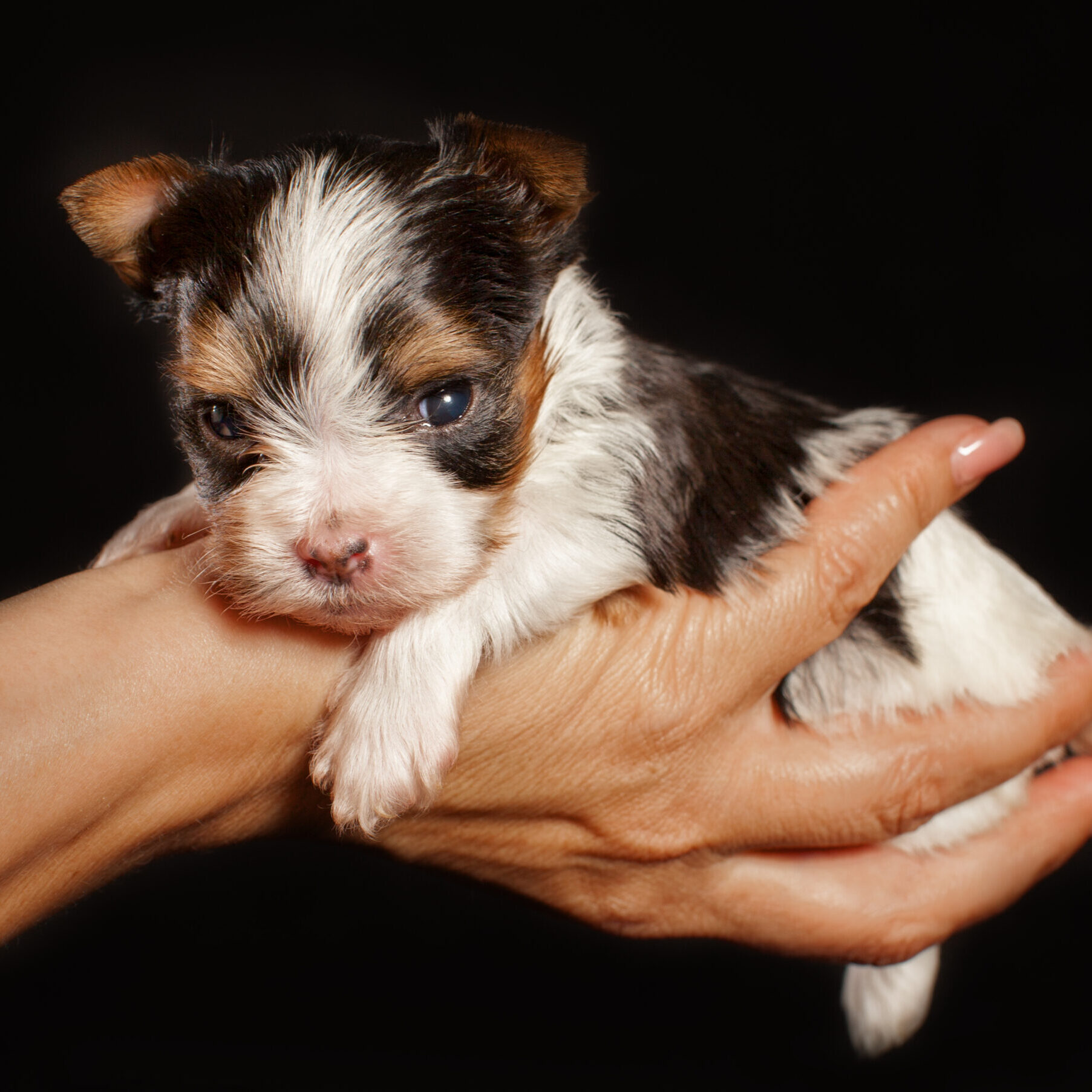 Biewer Terrier Puppy