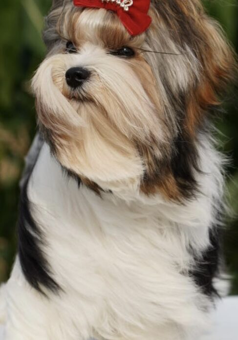 AKC Biewer Terrier MBSS Bon Hiladel ' Plusha