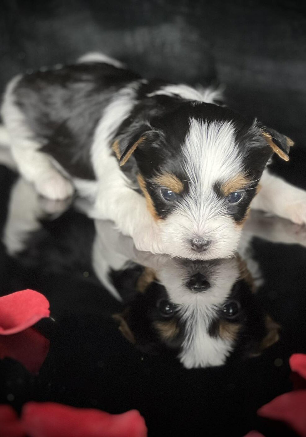 Biewer Terrier puppy